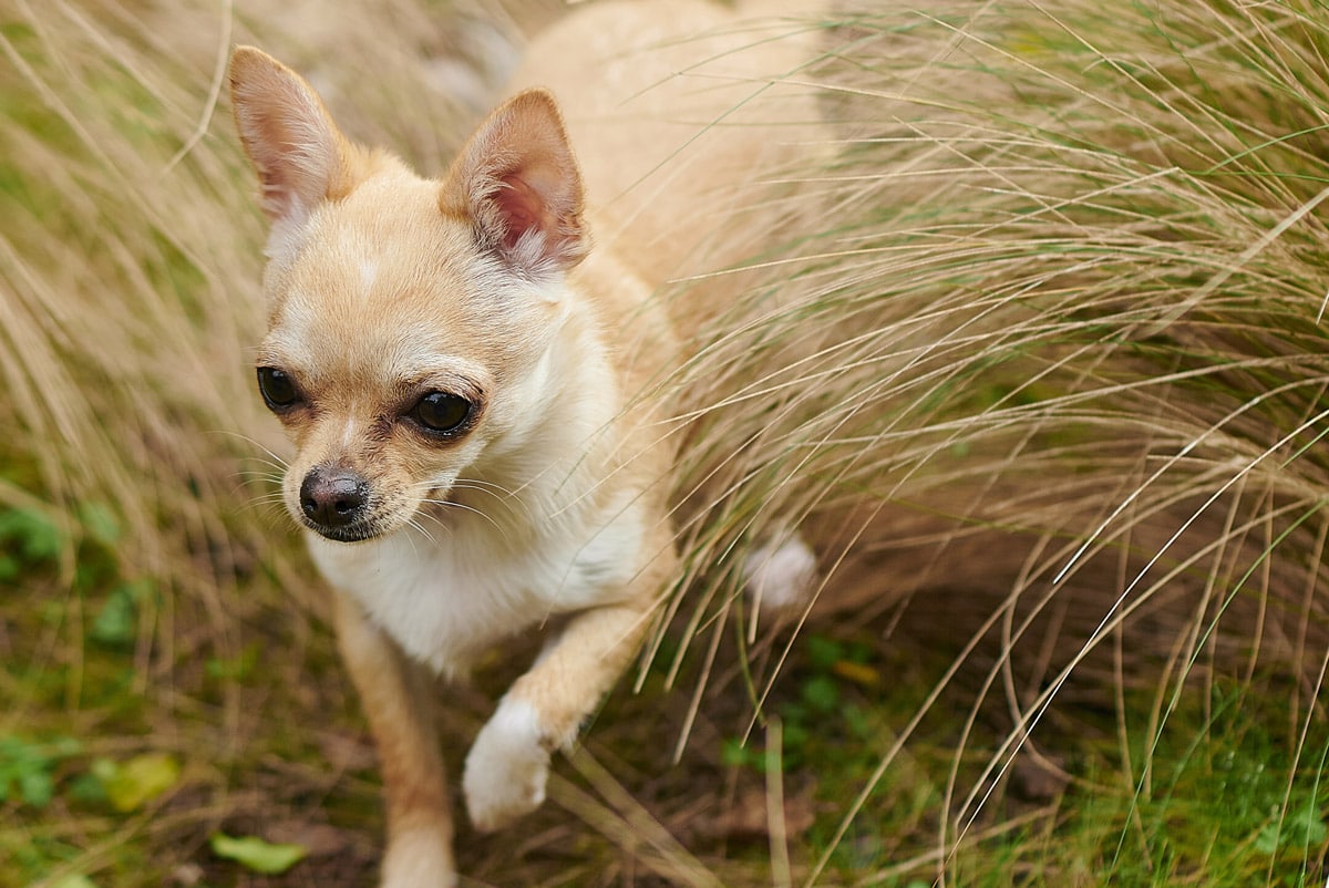 chihuahua playing in the field
