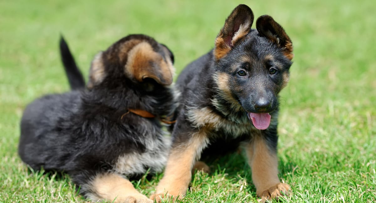 german shepherd puppies