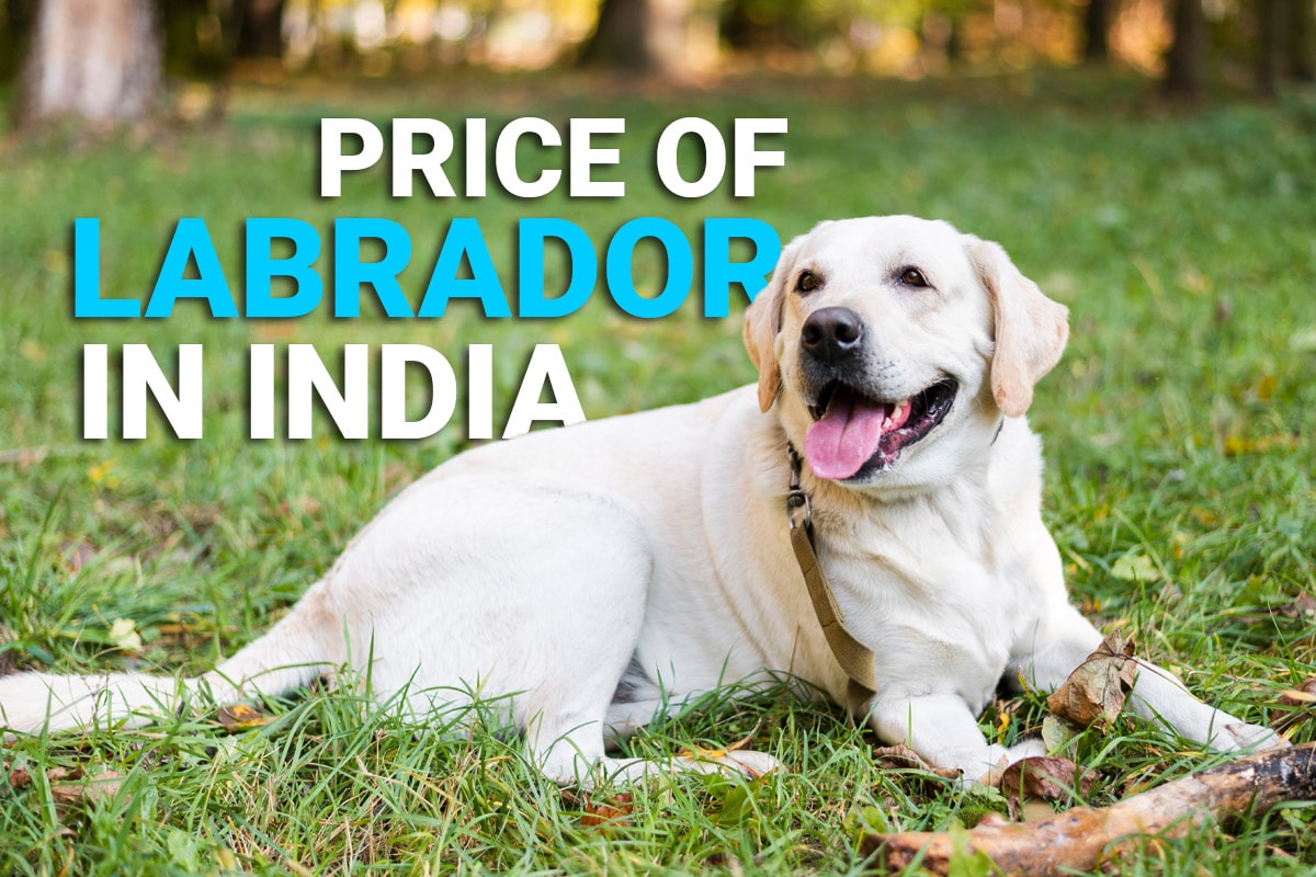 Labrador Puppy Price in India with Monthly Expenses - Dog Wise