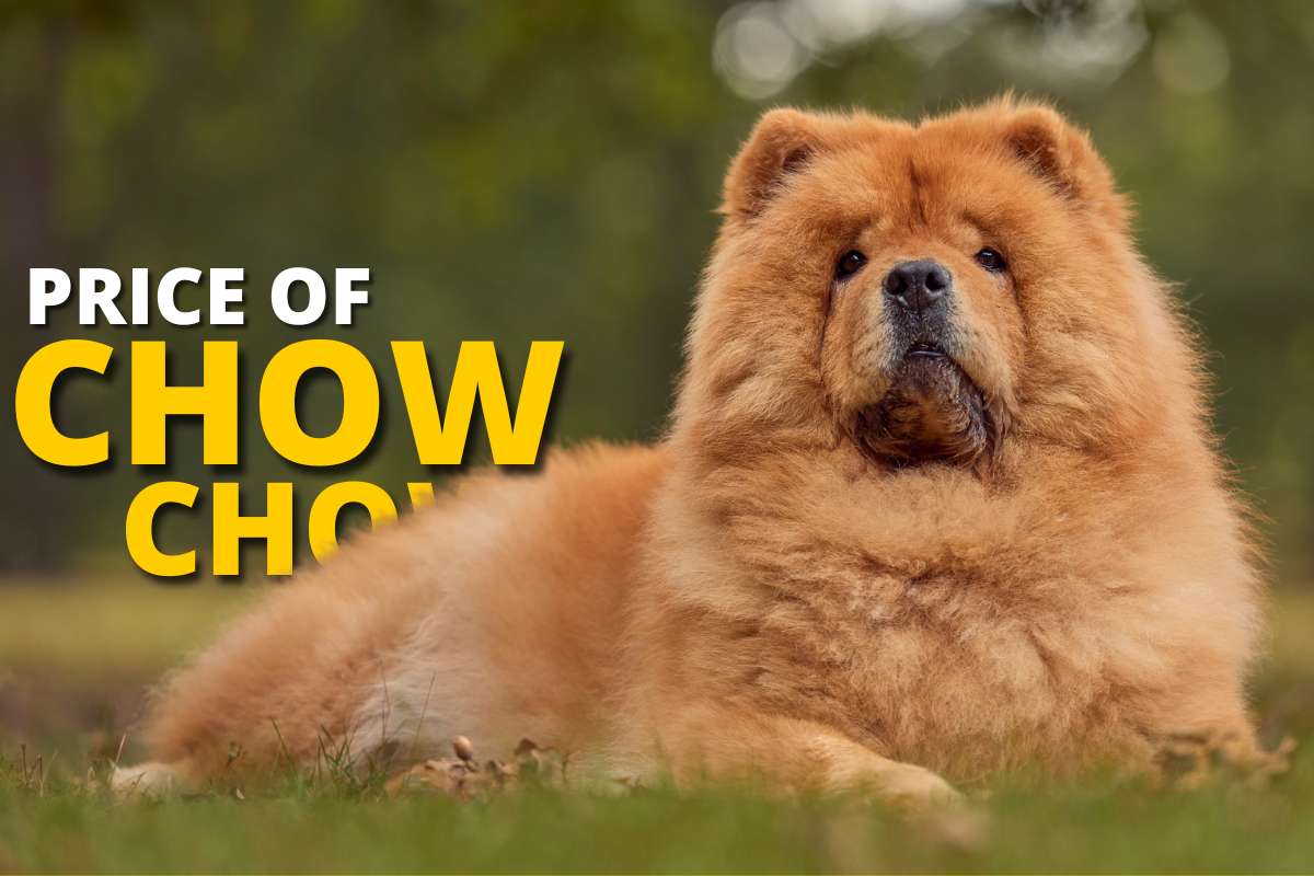 how much does a chow chow dog cost