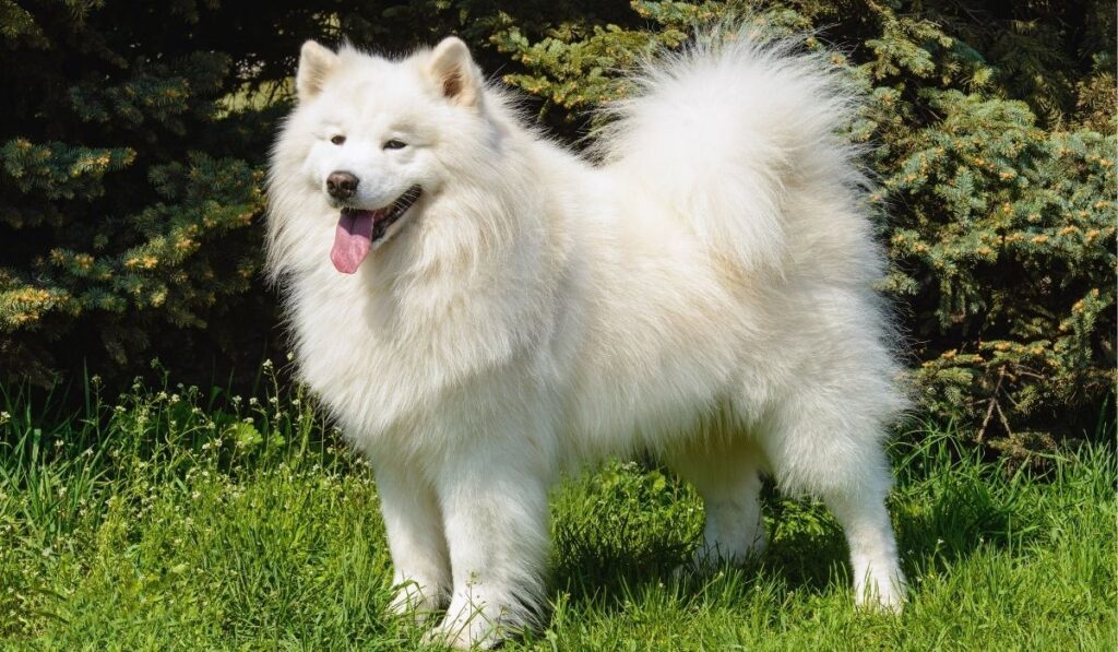 can a samoyed live in india