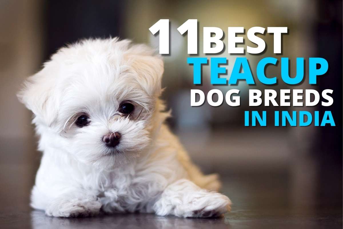 11 Best Teacup Dog Breeds in India (with price) Dog Wise