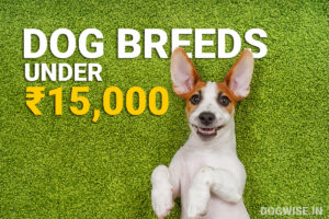 dog breeds under 15000