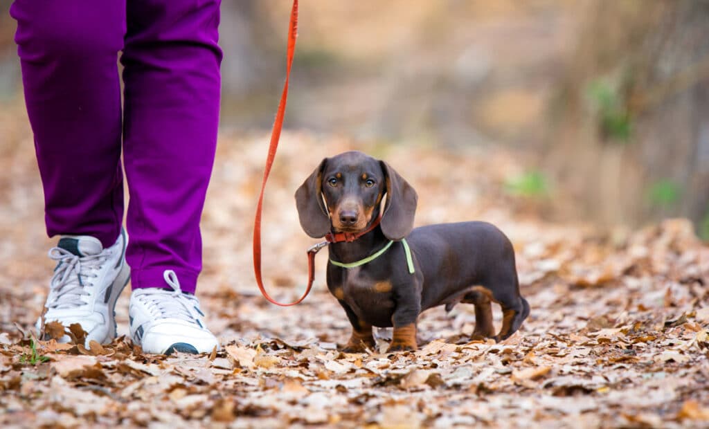 7 Best Dog Breeds under ₹15,000 in 2023 Dog Wise