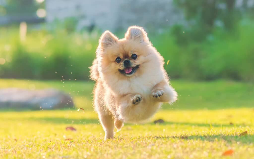 5 Small Dog Breeds Available In India Dog Wise