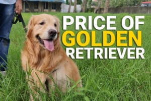 price of golden retriever in India