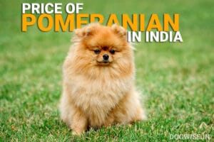 Price of Pomeranian in India