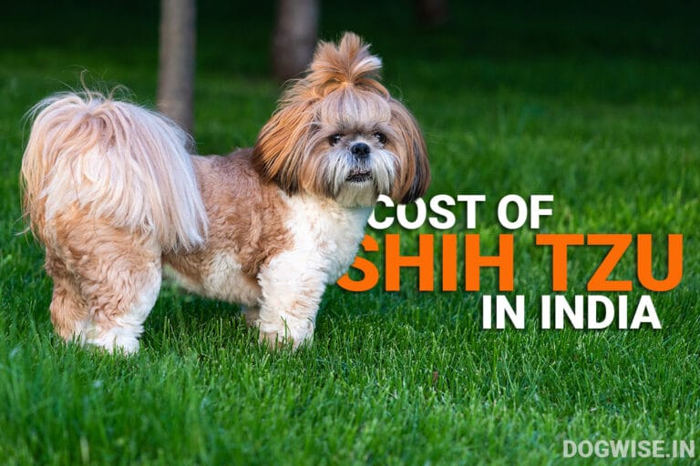 Shih Tzu Puppy Price and Monthly Expenses in India - Dog Wise