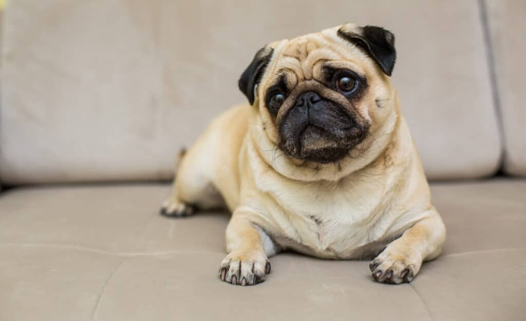 5 Small Dog Breeds available in India - Dog Wise