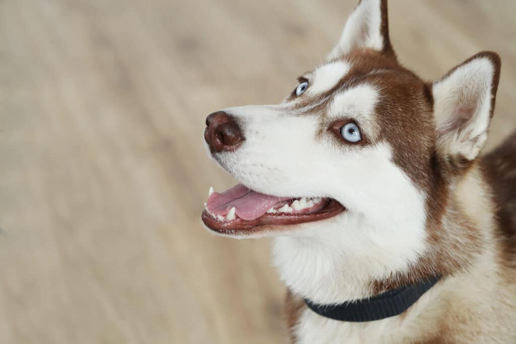 siberian-husky-price-and-monthly-expenses-in-india-dog-wise