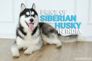 price of siberian husky