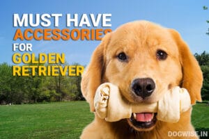accessories for Golden Retrievers