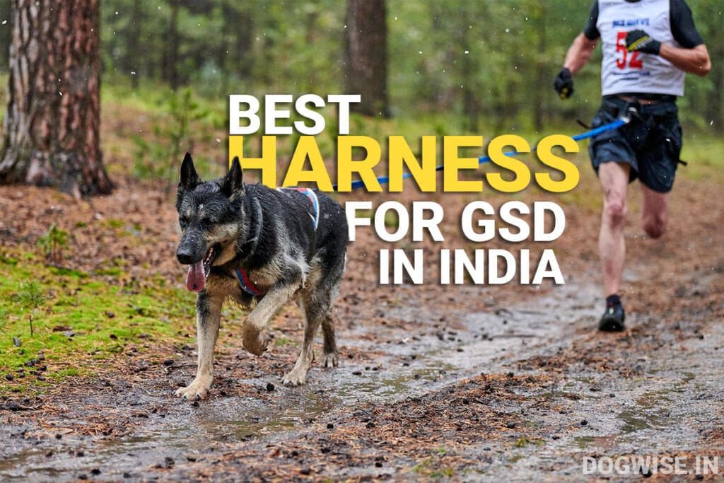 7 Best Harnesses for German Shepherds in India Dog Wise