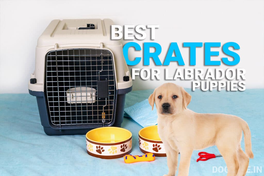 5 Best Crates for Labrador Puppy in India Dog Wise