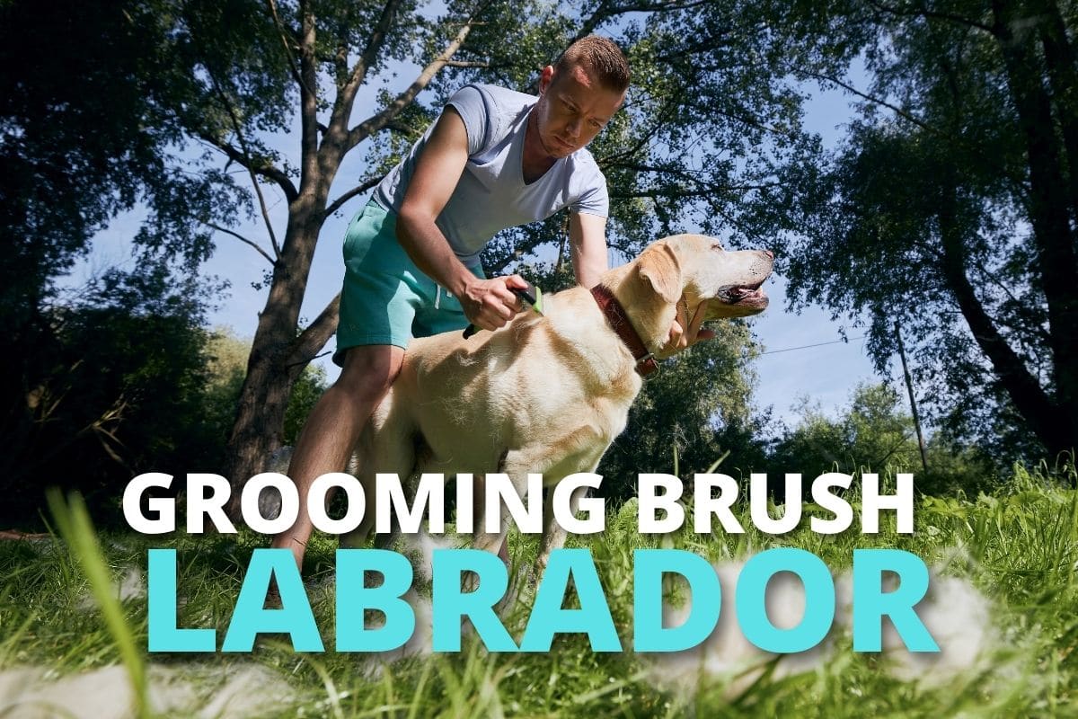 Labrador grooming brush