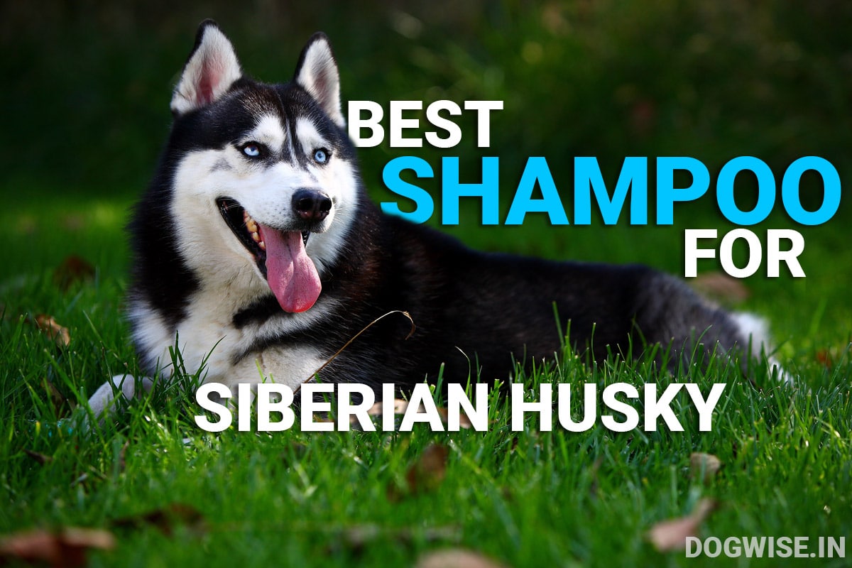 Shampoo for siberian husky
