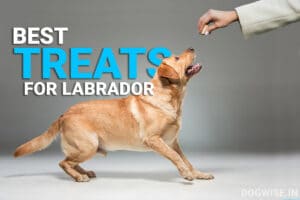 best treats for labrador in India