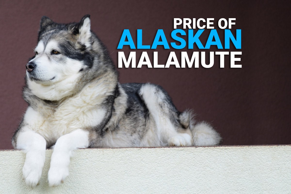 Alaskan Malamute Dog Price In India [2021] How Much Would It Cost