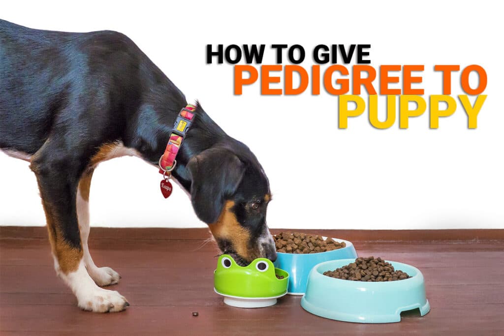 how-to-give-pedigree-to-puppy-complete-guide-dog-wise