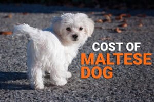 Maltese Dog Price In India [2021] How Much Would it Cost
