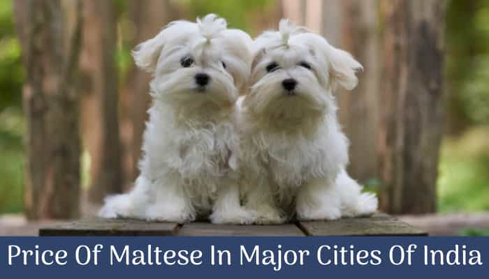 how much does it cost to get a maltese puppy