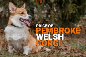 Price-of--Pembroke-Welsh-Corgi