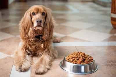Pedigree serve your puppy