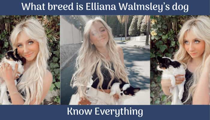 elliana Walmsley dog breed