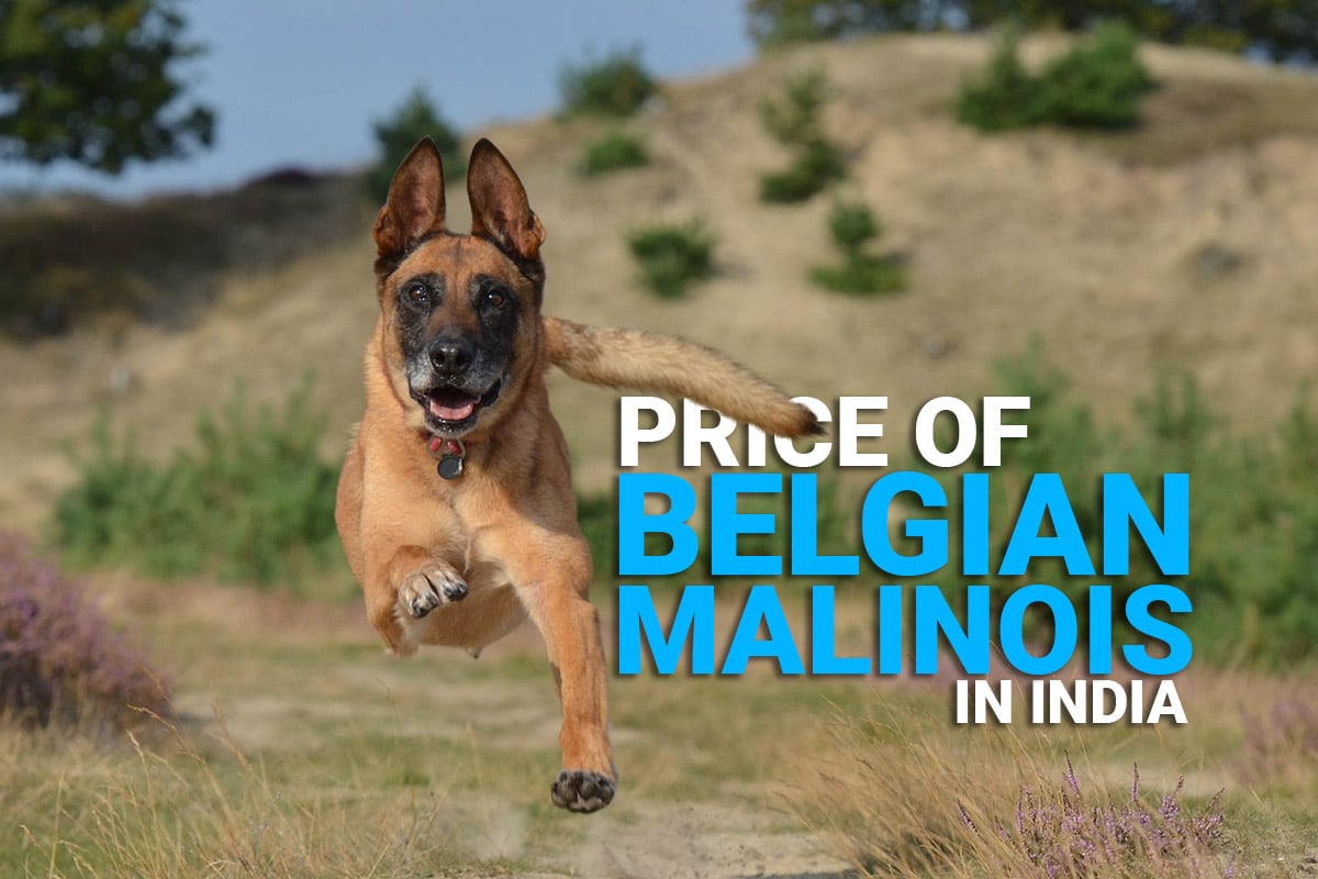 price of belgian malinois in india