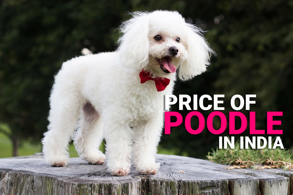how much is a micro poodle cost