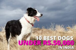 Top 10 best dog breeds in India under Rs.50,000