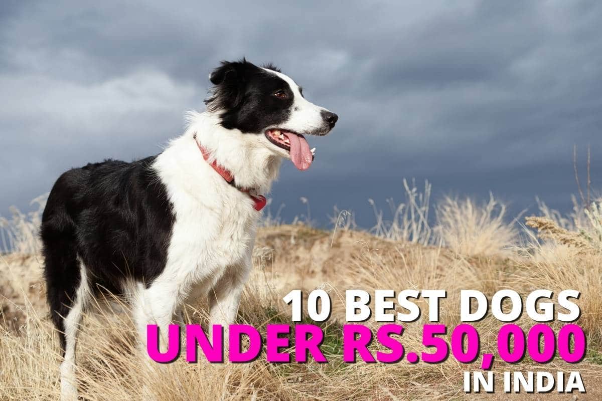 Top 10 best dog breeds in India under Rs.50,000