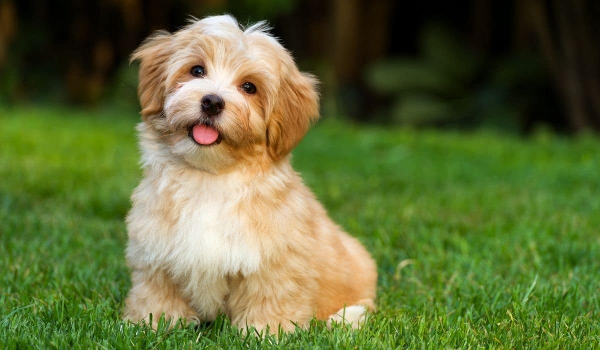 12 Best Dog Breeds for Apartments in India - Dog Wise