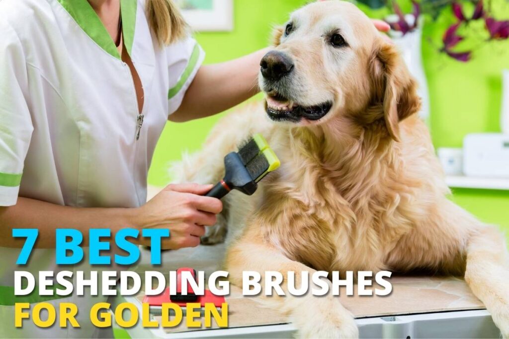 7 Best Deshedding Brushes for Golden Dog Wise