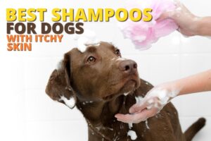 7-Best-shampoos-for-dogs