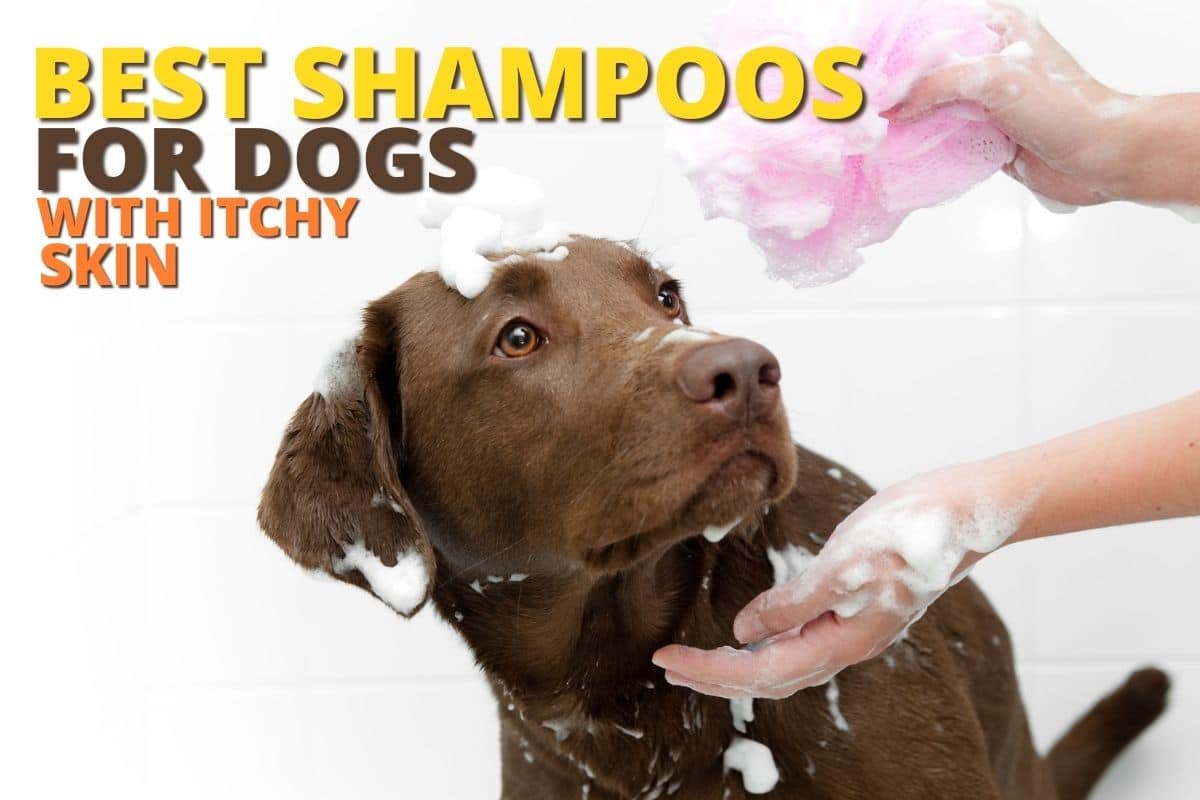7-Best-shampoos-for-dogs
