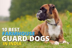 10 Best Guard Dogs for Farmhouses in India