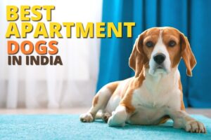 best apartment dogs in India