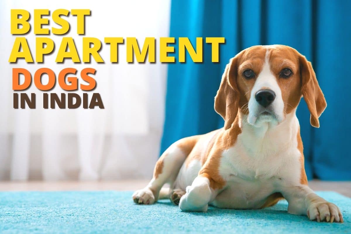 12 Best Dog Breeds For Apartments In India Dog Wise