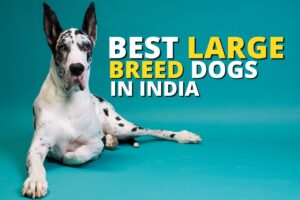 best large dog breeds in India