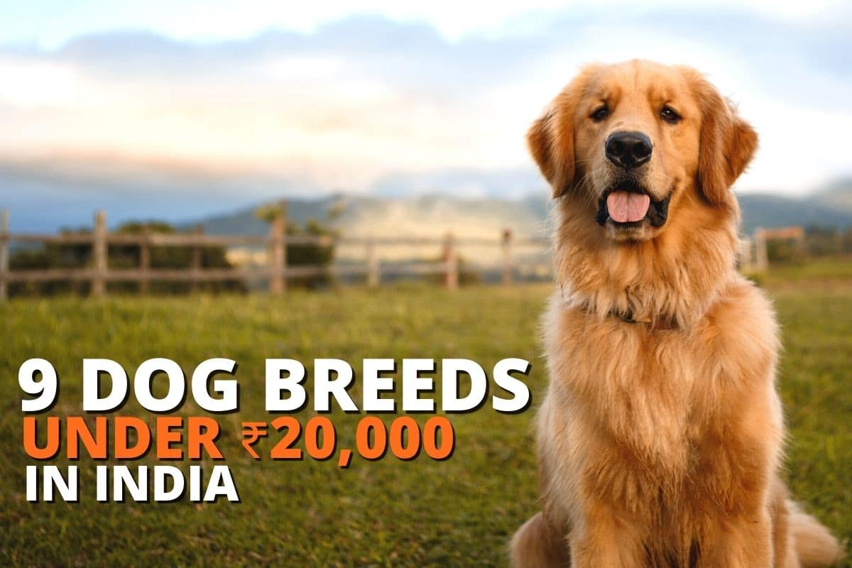9 Dog Breeds under ₹20,000 in India