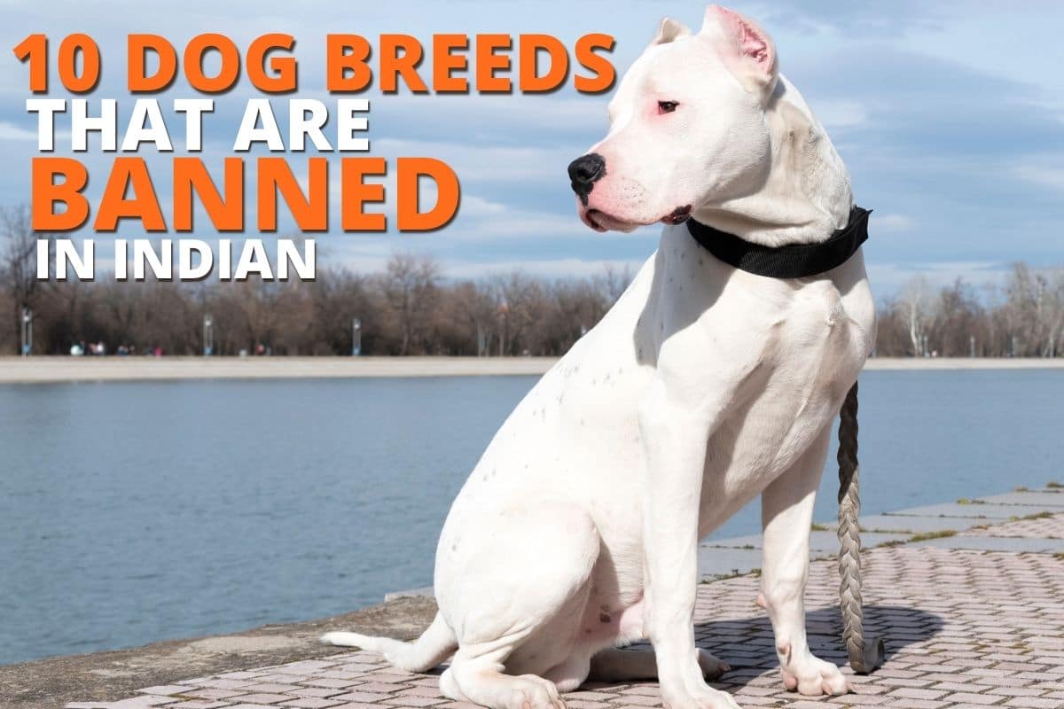 10 Dog Breeds that are Banned in India