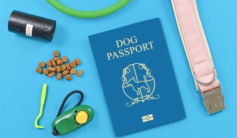 how-to-get-a-dog-passport-in-india-dog-wise