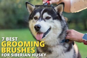 7 best Grooming brushes for Siberian Huskies