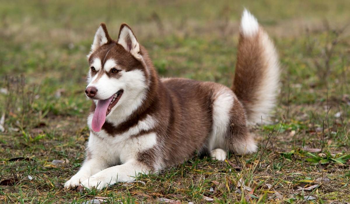 10 Most Popular Dog Breeds in India - Dog Wise