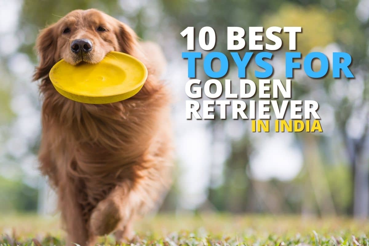 10 best Toys for Golden Retrievers in India