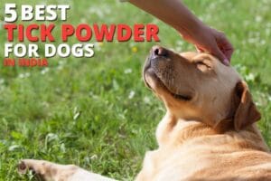 5 Best Tick Powder for Dogs in India