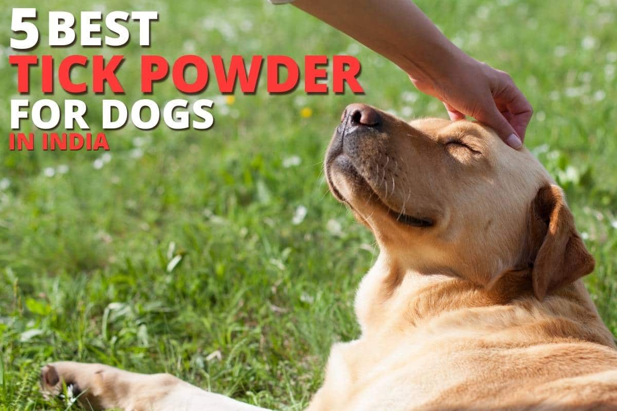 5 Best Tick Powder for Dogs in India