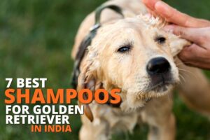 7 Best Shampoos for Golden Retriever in India