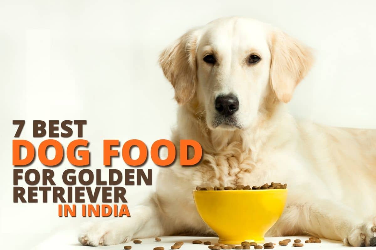 7 Best dog food for Golden Retriever in India